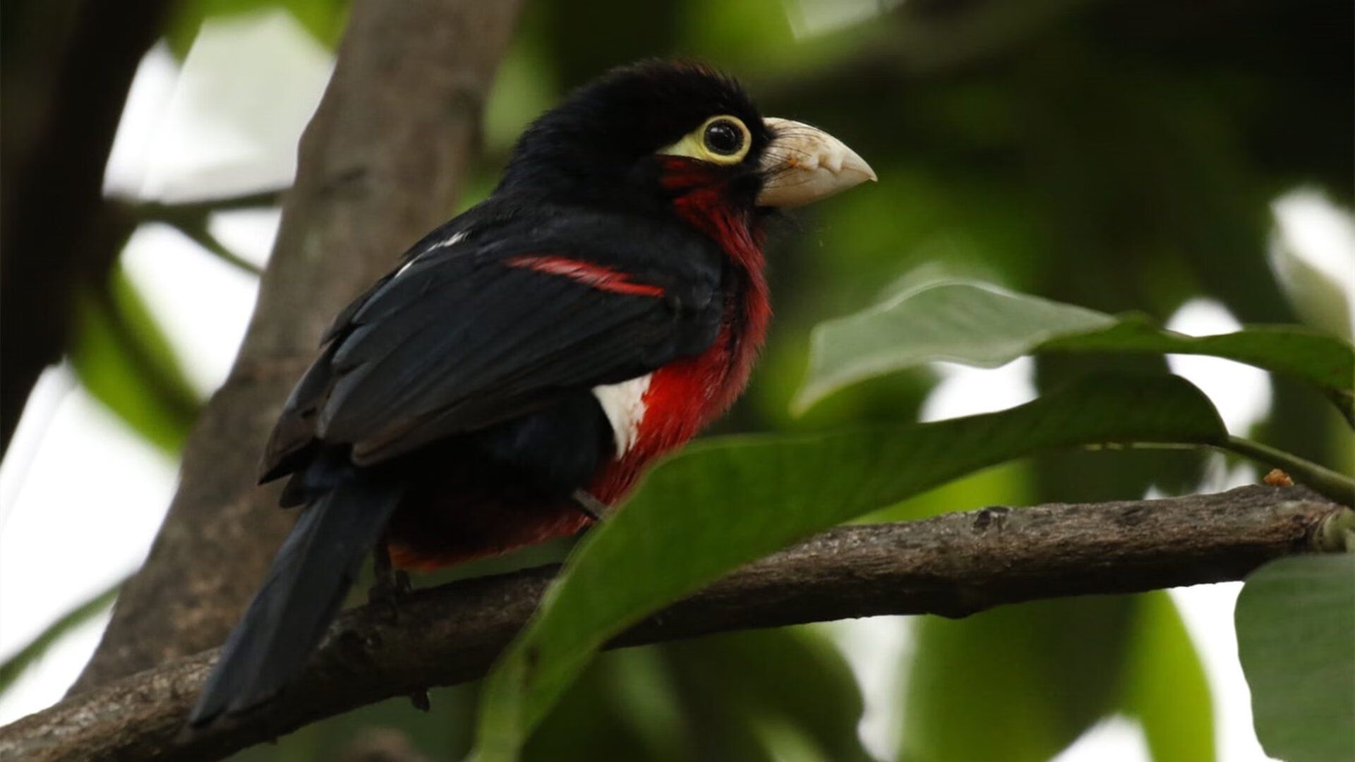 苏格兰节奏掌控乌拉圭,伊布全场最佳无争议—绿茵传奇的战术与个人英雄主义盛宴