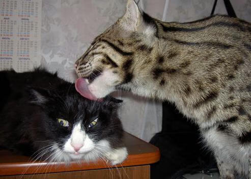 基耶萨全场最佳无争议，克罗地亚激战新西兰彰显巨星风采