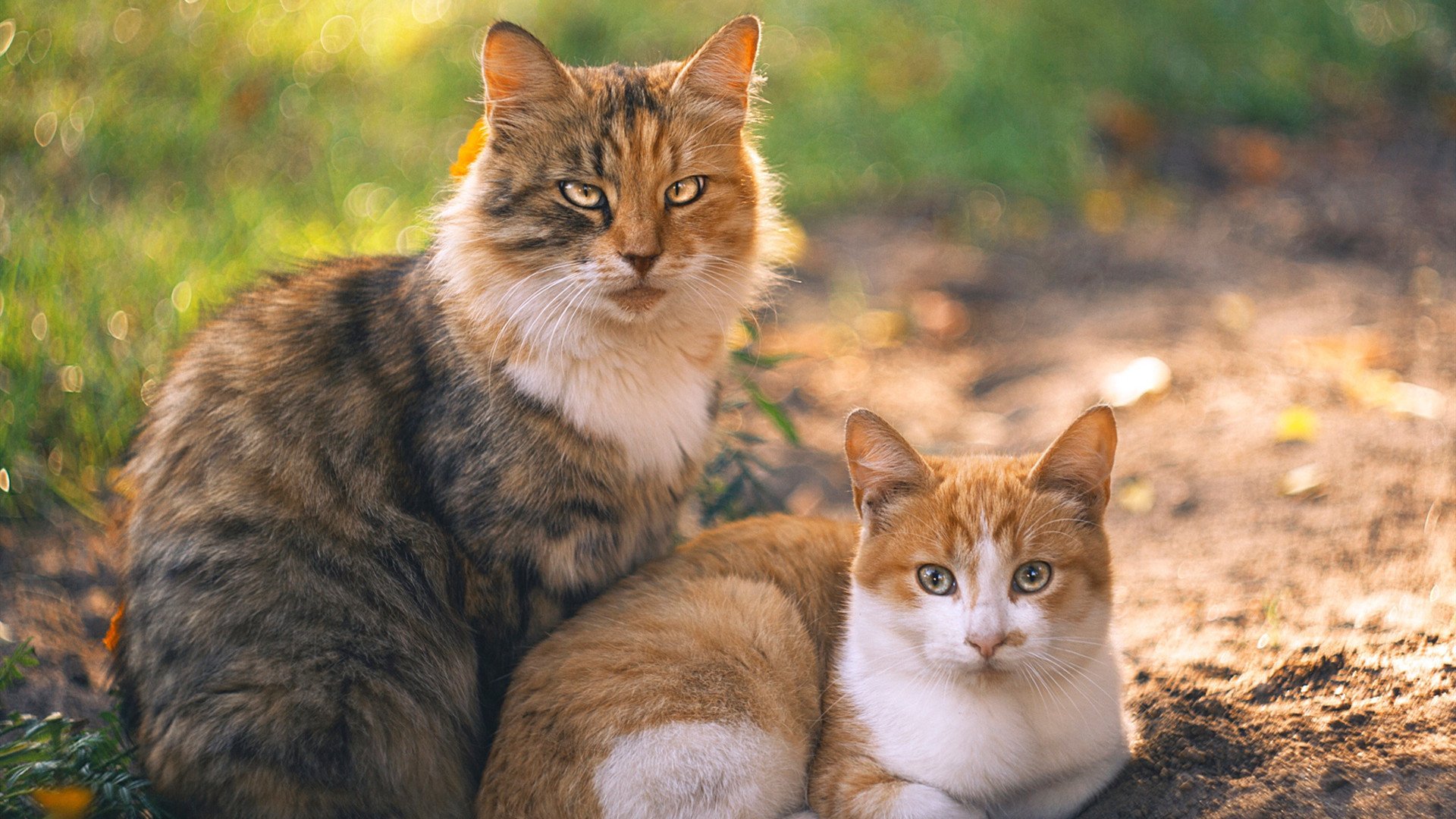 开云APP-伊朗全面压制洪都拉斯，伊布在意甲焦点战接管比赛，足球世界的双重荣耀