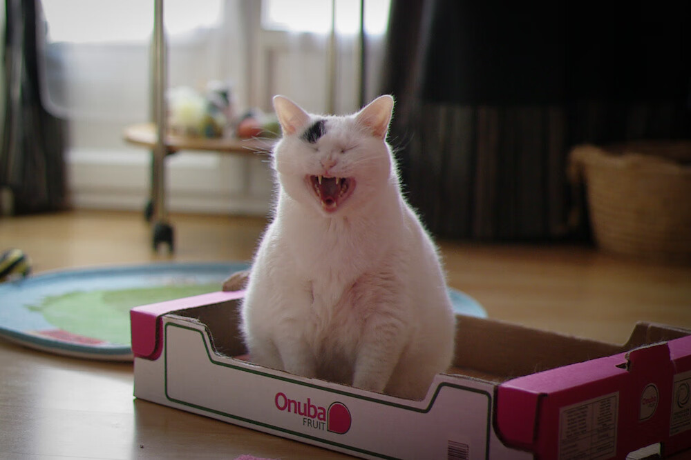 开云体育入口-范弗利特关键先生闪耀全场，猛龙轻取掘金展团队威力