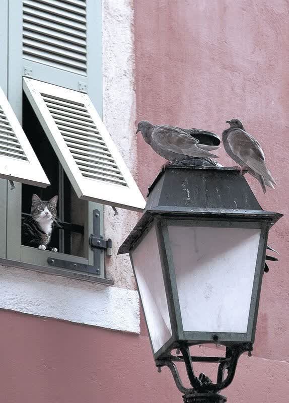 枫叶风暴席卷斗牛士,加拿大硬撼西班牙挺进2026世界杯十六强